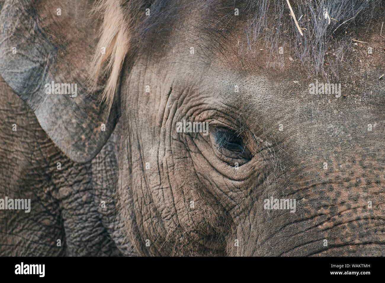 close-up of a sad elephant looking into the camera Stock Photo