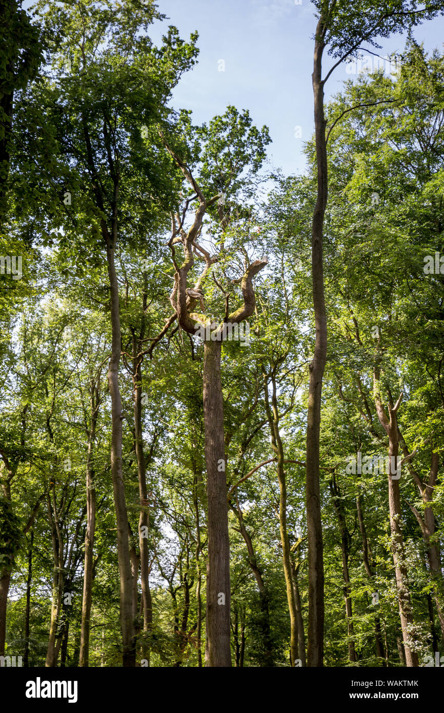 High Trees in Forest reaching Sky, Germany Stock Photo Alamy