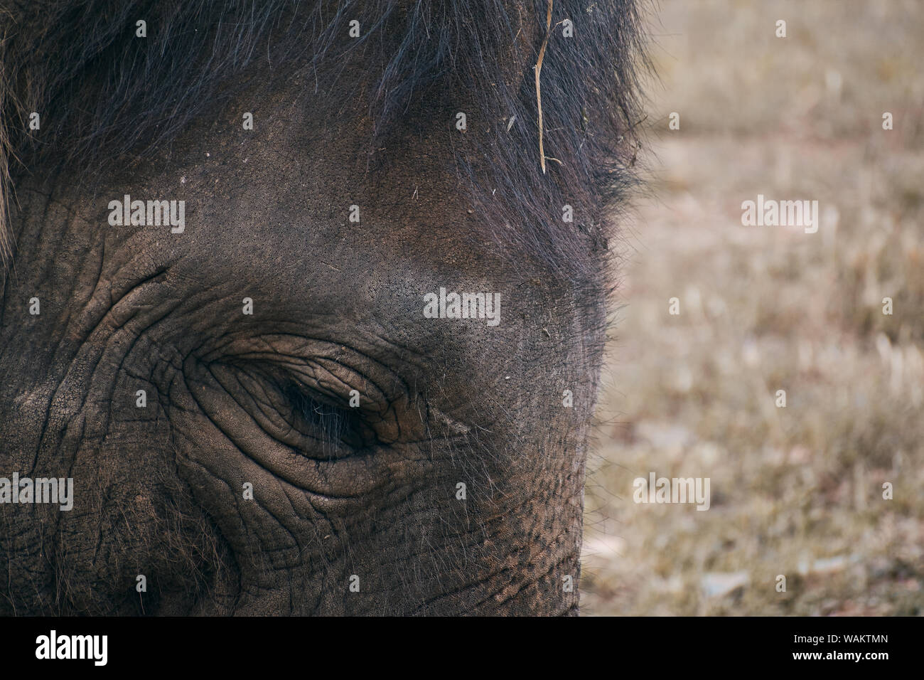close-up of a sad elephant looking into the camera Stock Photo