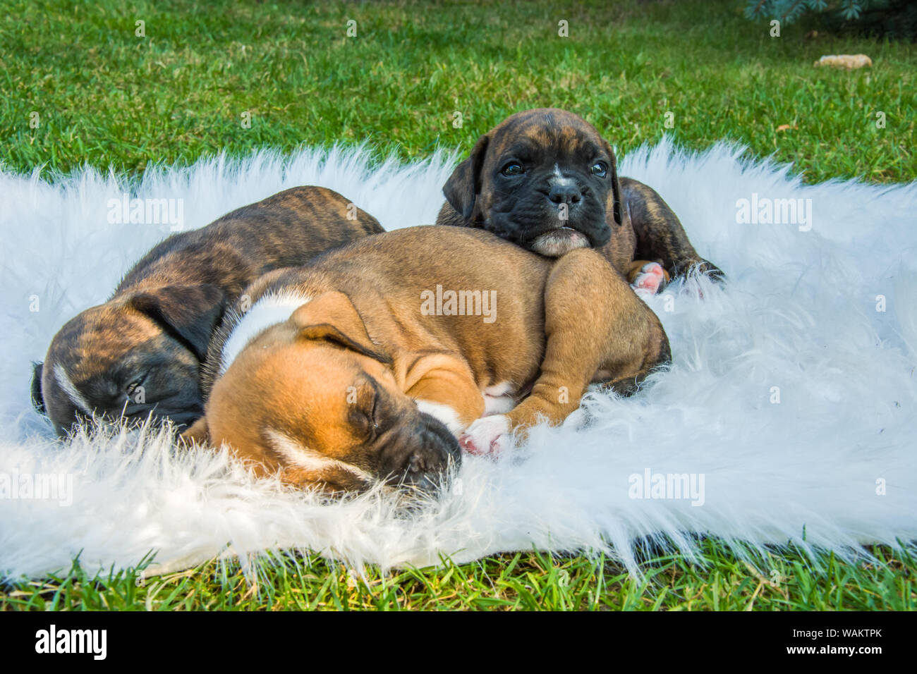 Three boxer puppies on a white blanket Stock Photo
