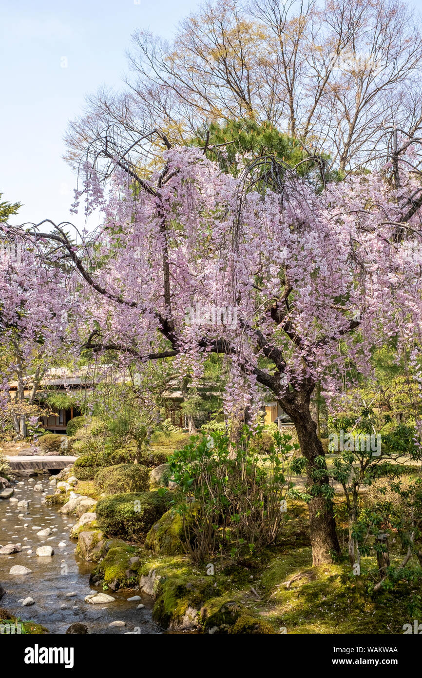 Cherry blossom trees in bloom next to a stream in a park in Kanazawa, Japan Stock Photo Alamy