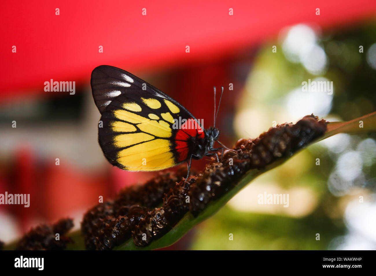 A monarch butterfly Stock Photo