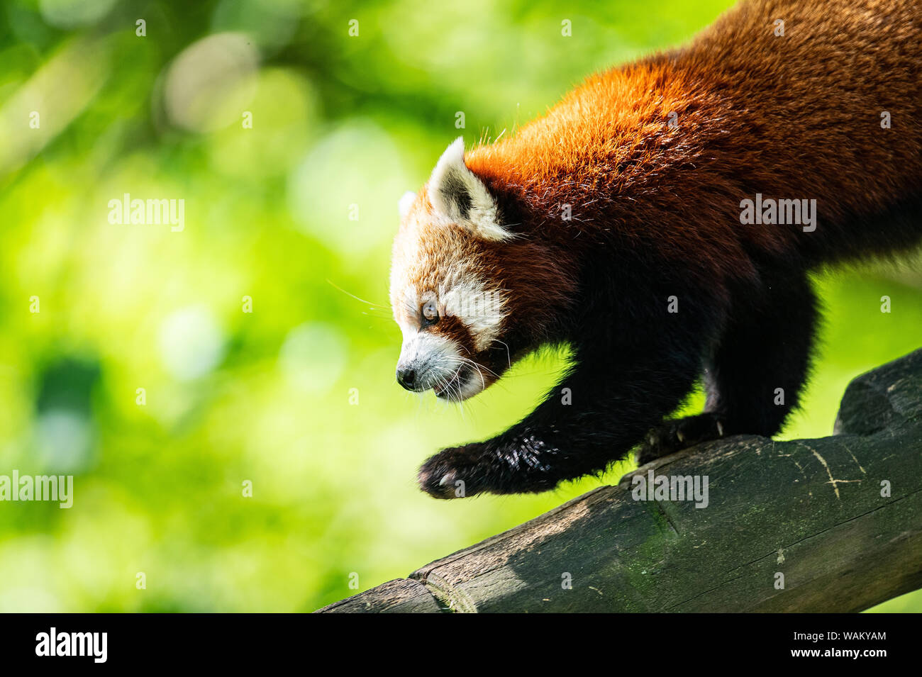 Dortmund Germany 21st Aug 2019 The Eight Year Old Little Panda Mother Jingling Ailurus Fulgens Who