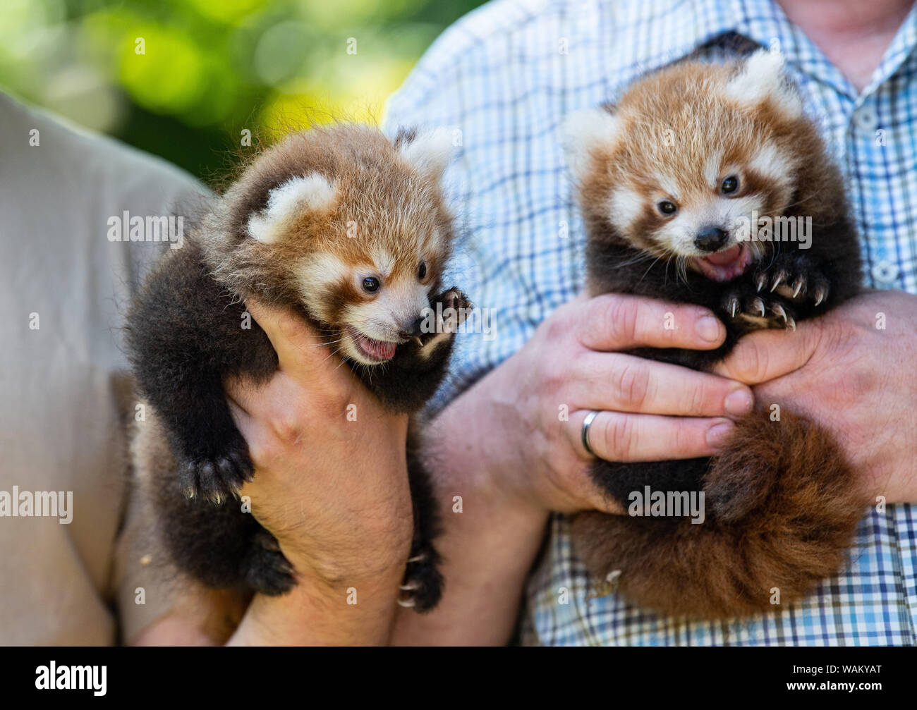 Dortmund, Germany. 21st Aug, 2019. Animal-keepers hold the two still nameless twins of the small panda (Ailurus fulgens) in the hands. The Zoo in Dortmund presents for the first time the offspring of the little pandas: Since 2004 the pandas inhabit the zoo complex in the Dortmund Zoo. They are among the audience's favourites. Credit: Guido Kirchner/dpa/Alamy Live News Stock Photo