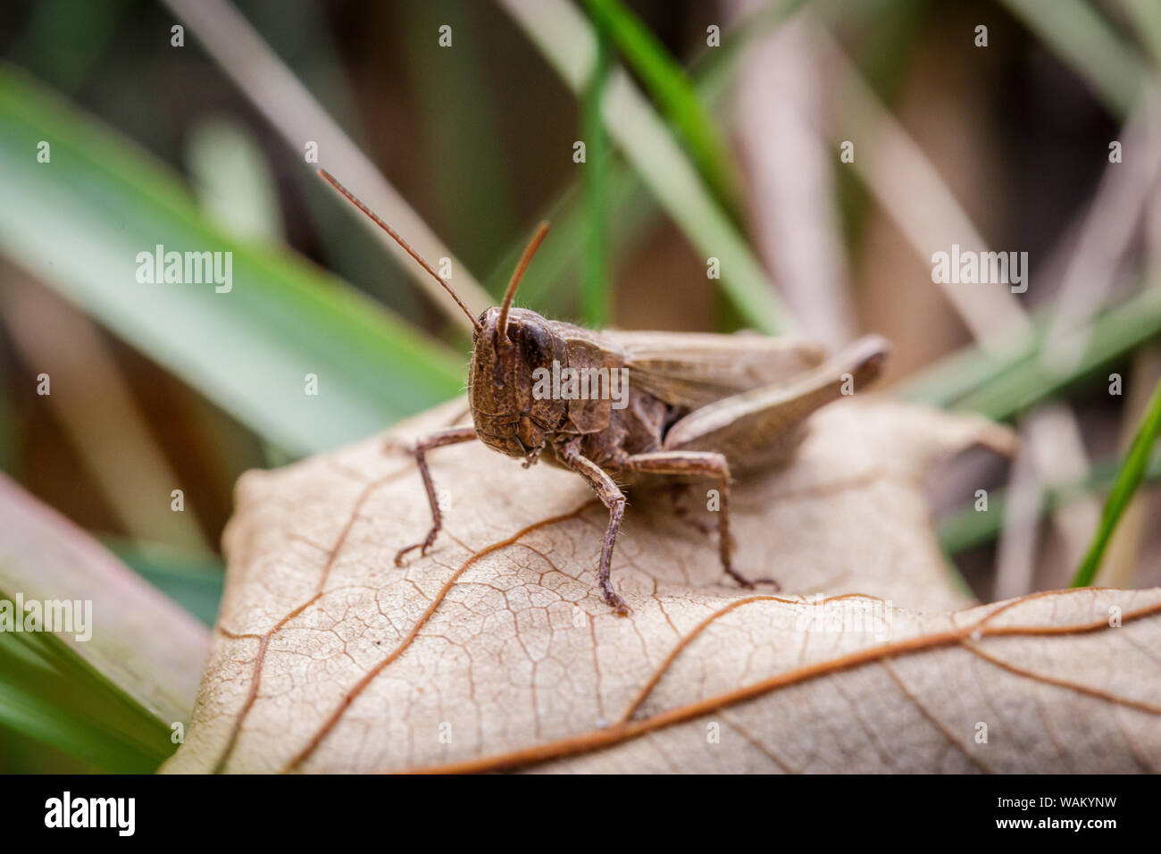 Lesser Marsh Grasshopper, Chorthippus albomarginatus, Omocestus viridulus, Grasshopper on the leaf, mimicry Stock Photo
