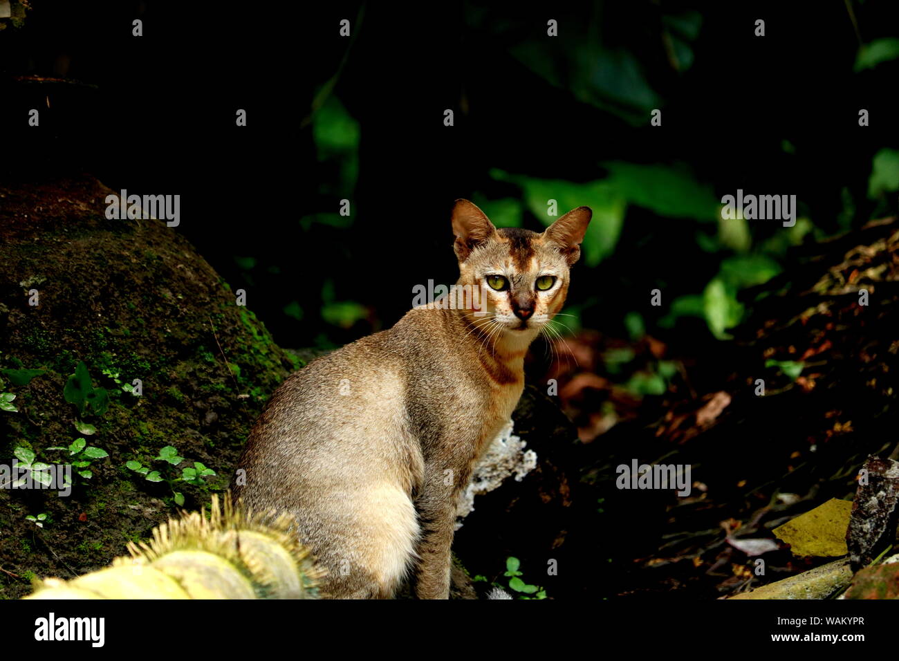 Grey striped funny cat isolated on nature background. Stock Photo