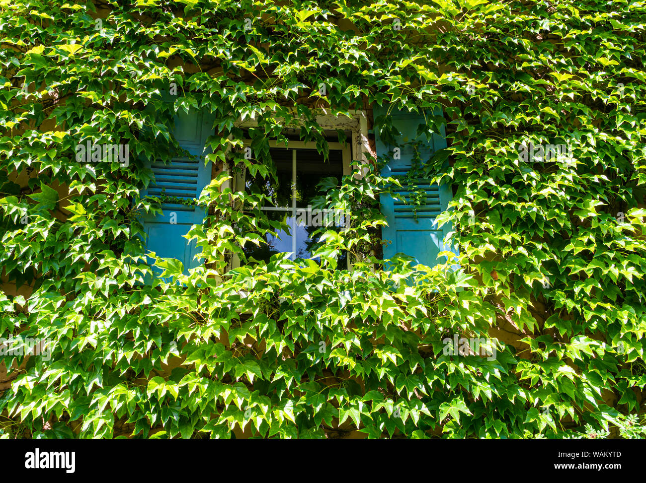 The wall of the building is covered with vines. Fresh green leaves. Blue shutters. Green climbing plants. Stock Photo