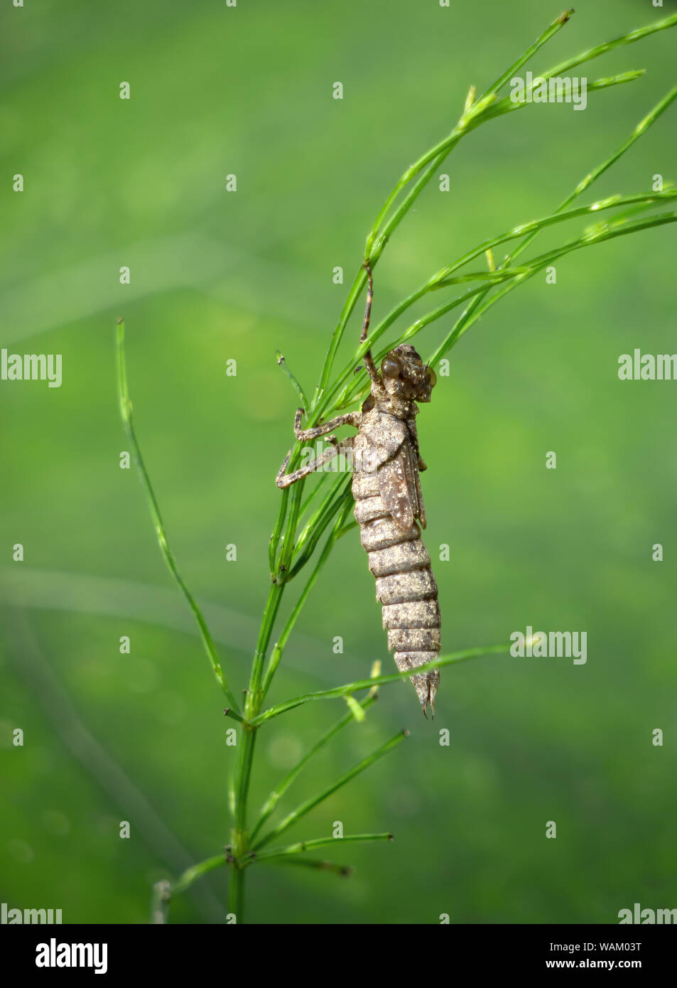 Lifeless shell, exuvia, of a dragonfly larva Stock Photo