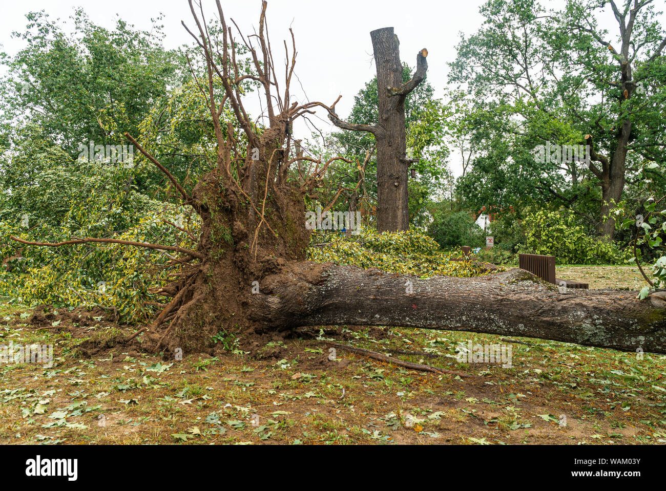 Destruction after the storm. Broken trees. Hail storm in the city ...