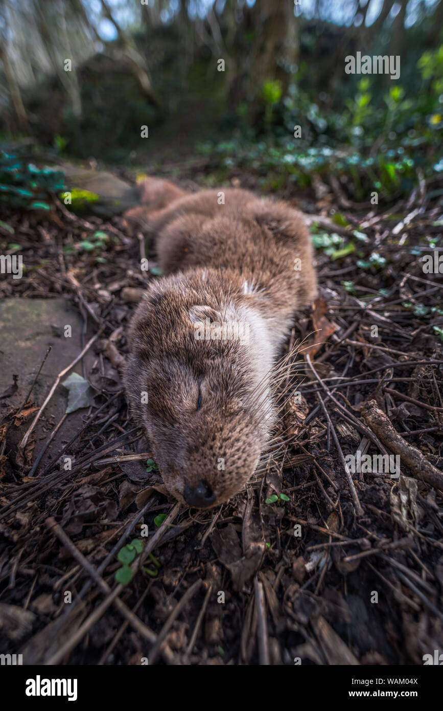 Dead otter by the side of rural road. Wales, UK, March Stock Photo