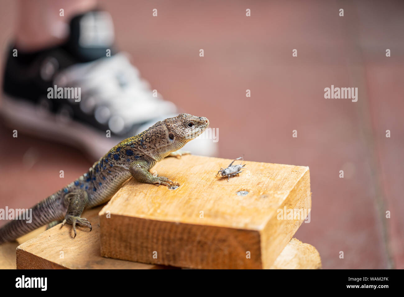 Lizard feeding demonstration.How to Feed Crickets to Reptiles Stock