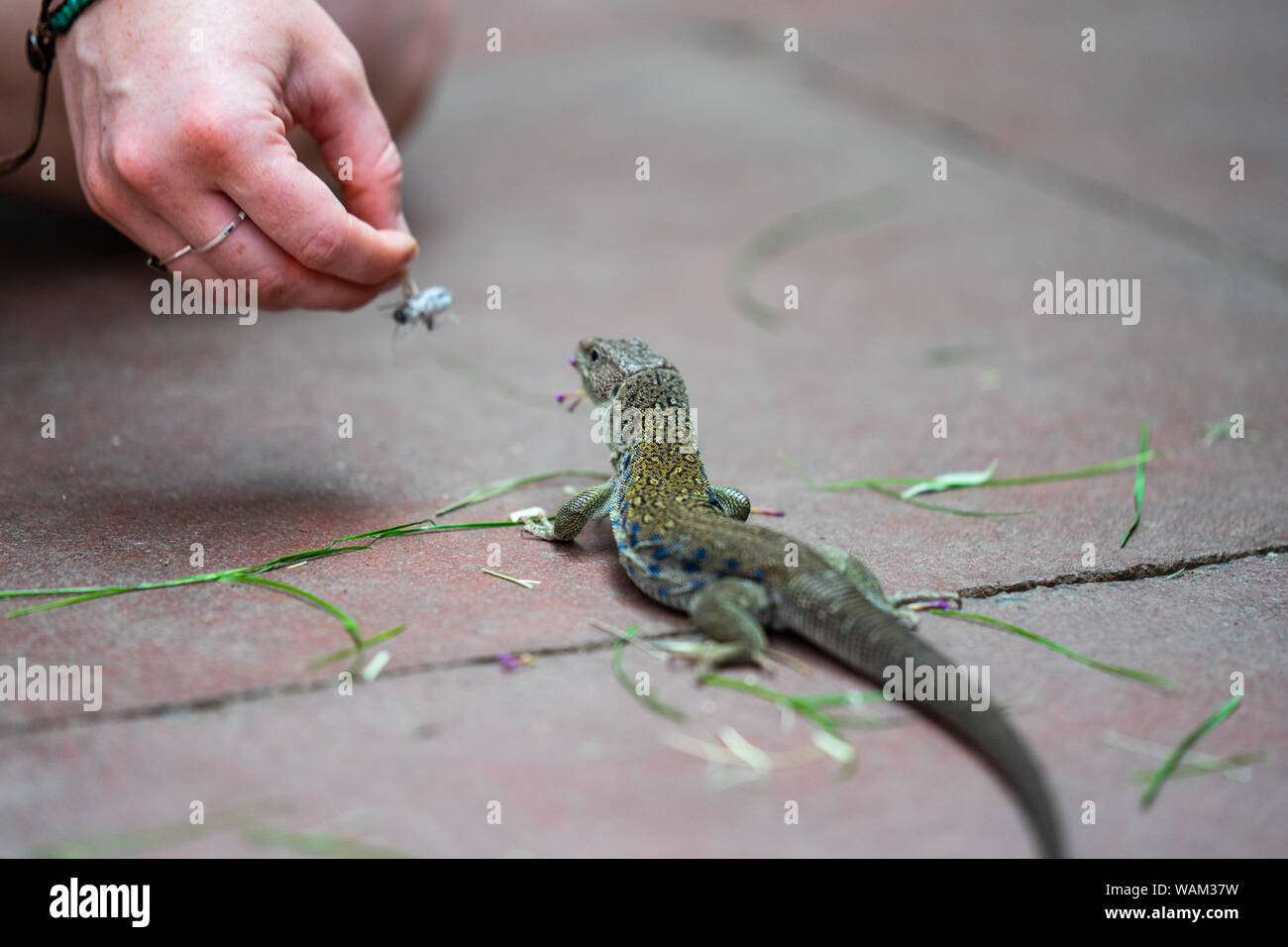 Lizard feeding demonstration.How to Feed Crickets to Reptiles Stock Photo Alamy