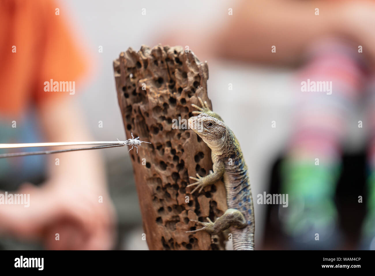 Lizard feeding demonstration.How to Feed Crickets to Reptiles Stock