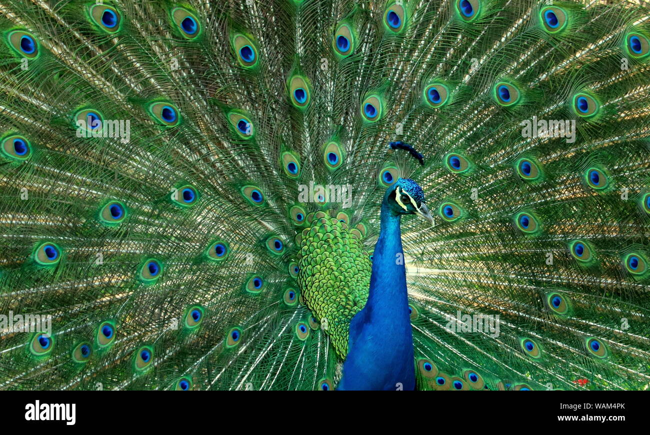 Blue peocock hi-res stock photography and images - Alamy