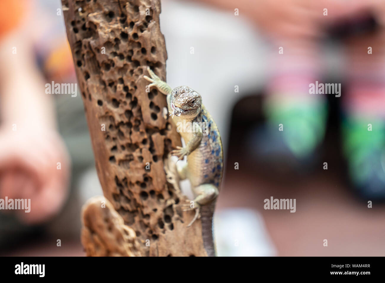 Forest floor cricket hi-res stock photography and images - Alamy - Dehydrated Cricket Feeding Routine For Reptiles
