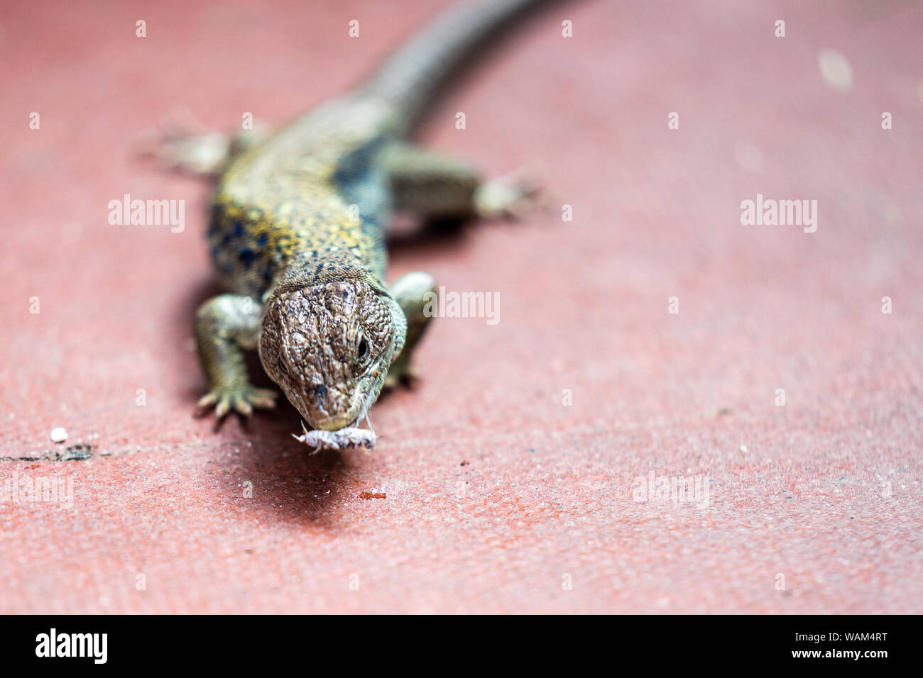 Lizard feeding demonstration.How to Feed Crickets to Reptiles Stock