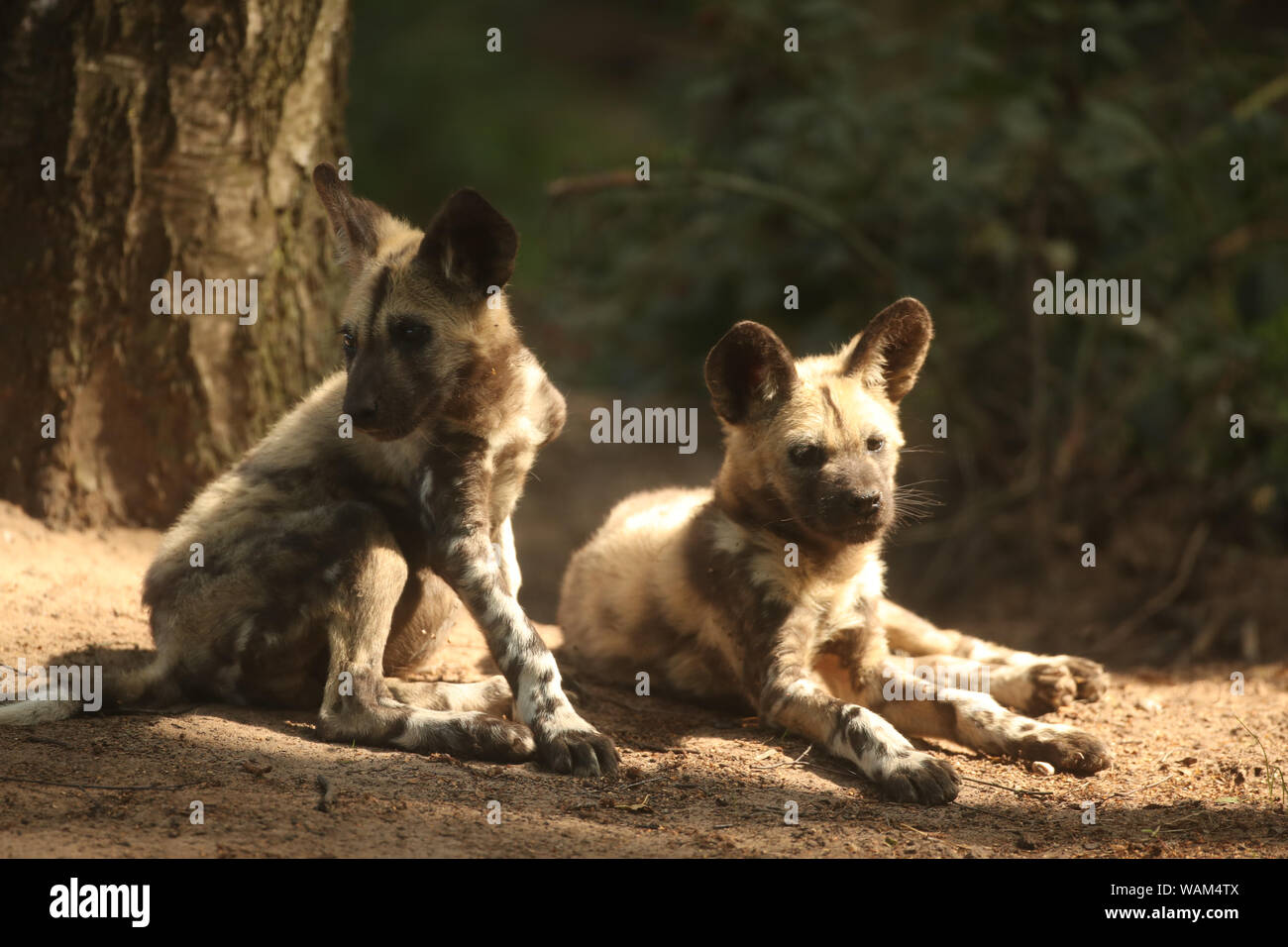 Lehana and Lembani, two Painted Dog puppies at Yorkshire Wildlife Park near Doncaster. The puppies lost their mother Thabo when they were 6 weeks old, and the rest of the pack have rallied around with father Nefari to care for them since her death. Stock Photo