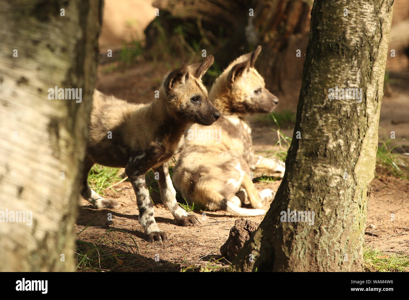 Lehana and Lembani, two Painted Dog puppies at Yorkshire Wildlife Park near Doncaster. The puppies lost their mother Thabo when they were 6 weeks old, and the rest of the pack have rallied around with father Nefari to care for them since her death. Stock Photo