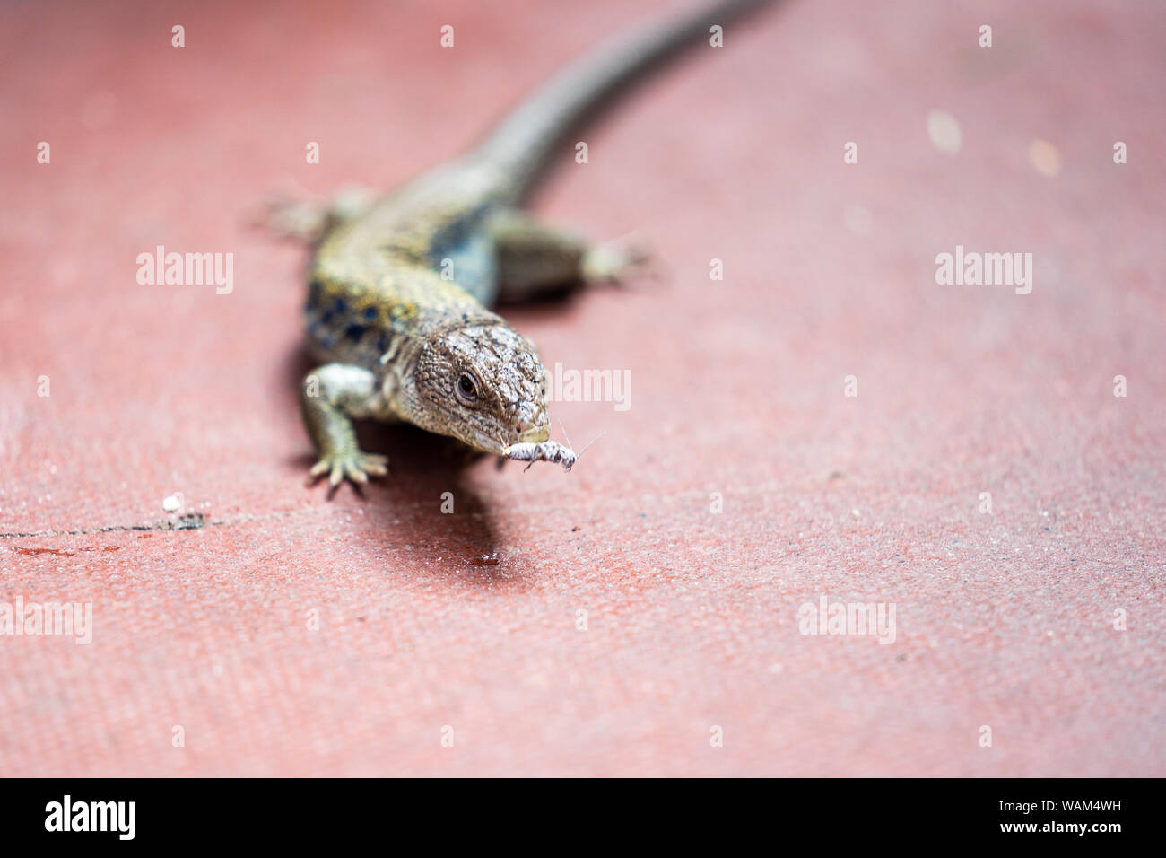 Lizard feeding demonstration.How to Feed Crickets to Reptiles Stock