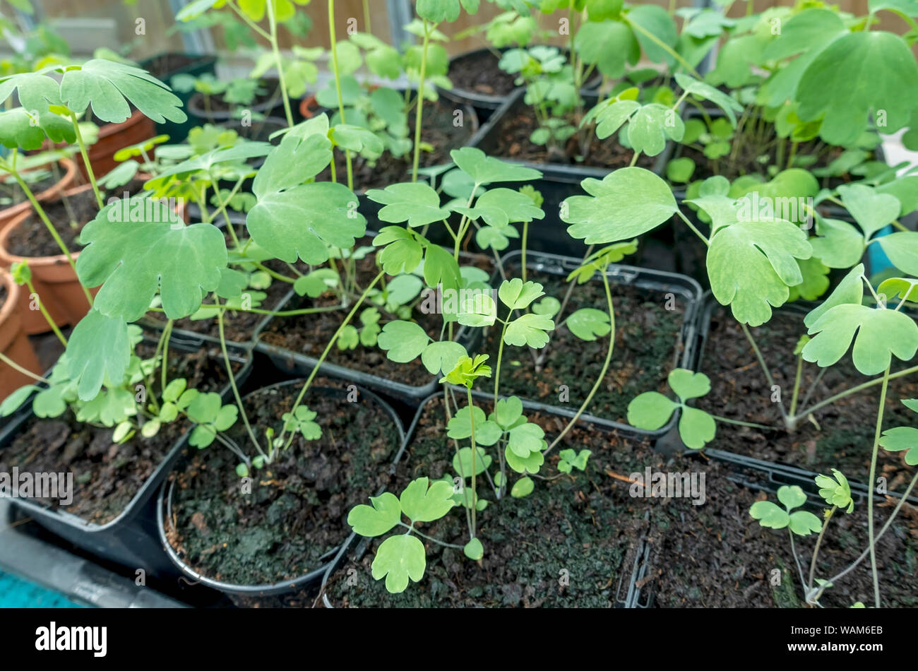 Aquilegia Granny s Bonnet s Hi res Stock Photography And Images Alamy aquilegia-granny-s-bonnet-s-hi-res-stock-photography-and-images-alamy