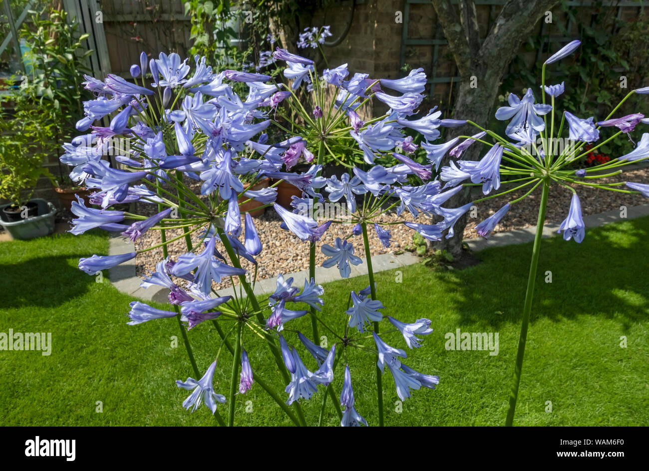 Close up of blue agapanthus flowers flower plant growing in pots in summer England UK United Kingdom GB Great Britain Stock Photo