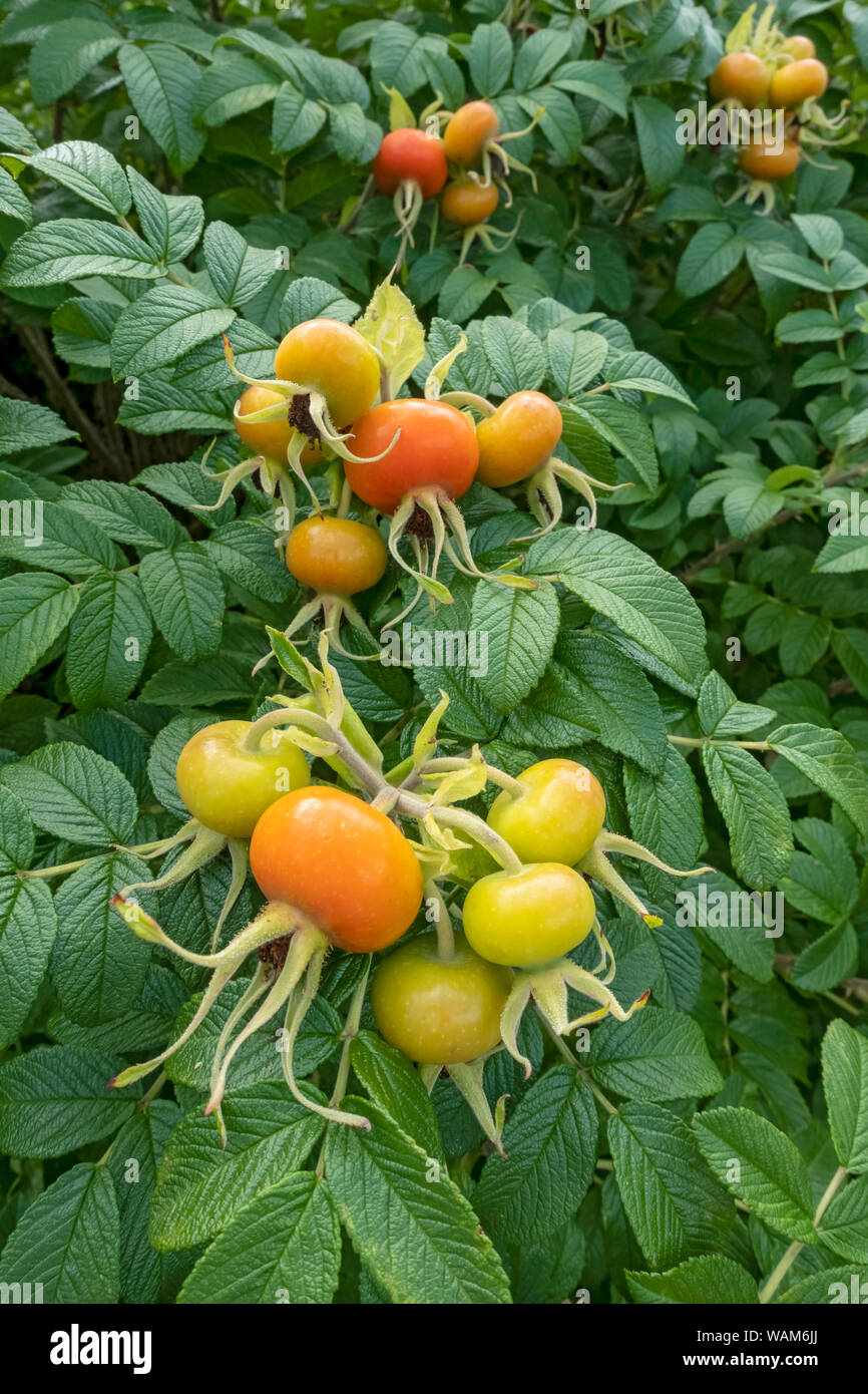Close up of wild hedgerow rose hips rosaceae rosa rugosa shrub in summer England UK United Kingdom GB Great Britain Stock Photo
