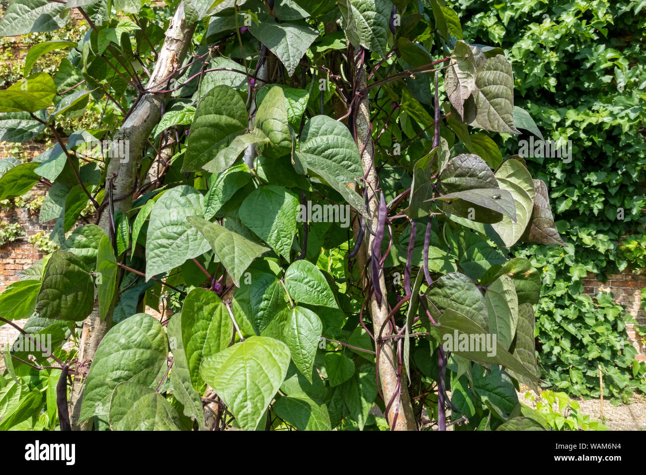 Close up of climbing purple runner beans bean plant plants in summer England UK United Kingdom GB Great Britain Stock Photo