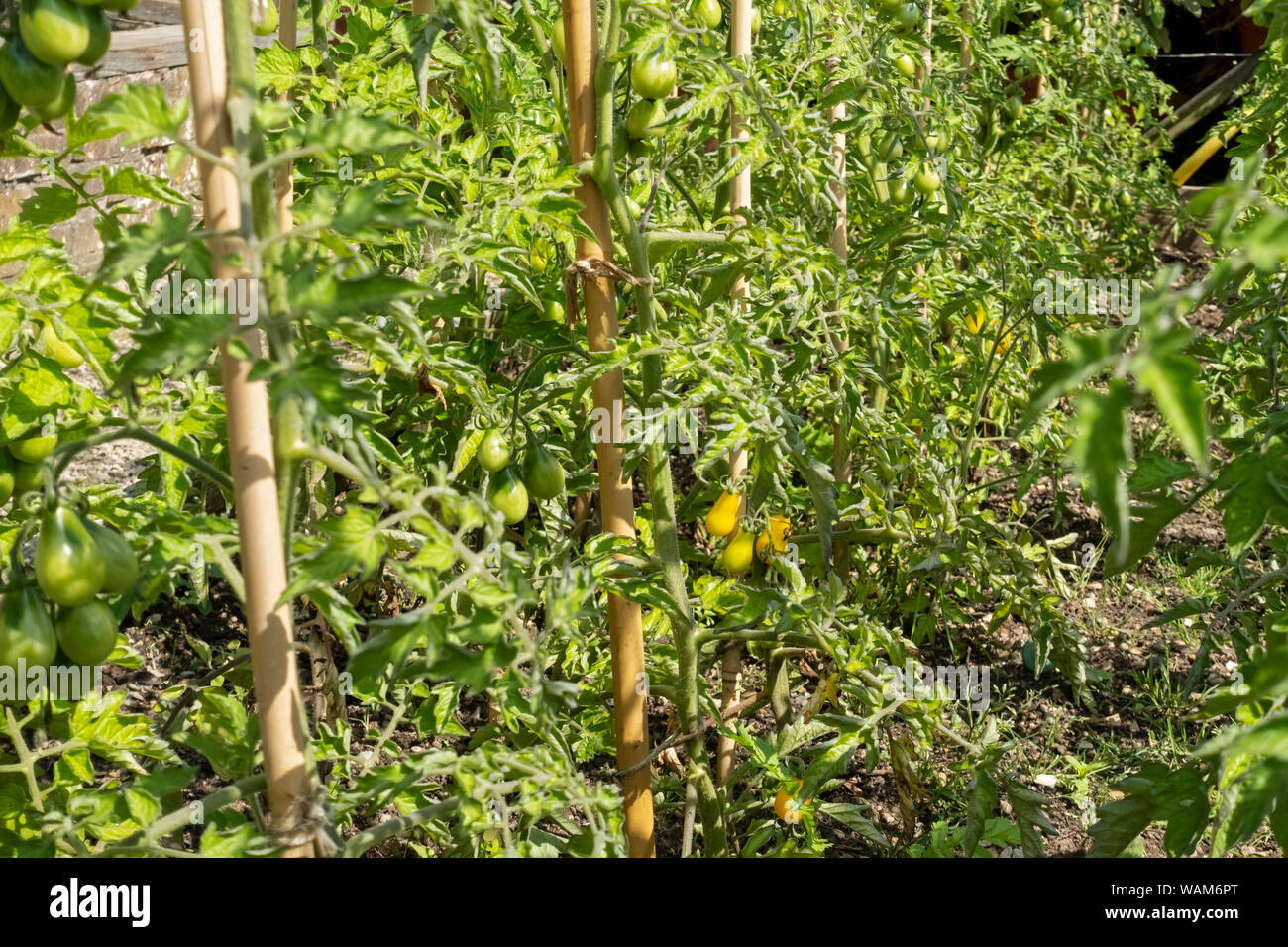 Rows of yellow pear tomato plants tomatoes plant growing outside on a vegetable plot garden in summer England UK United Kingdom GB Great Britain Stock Photo