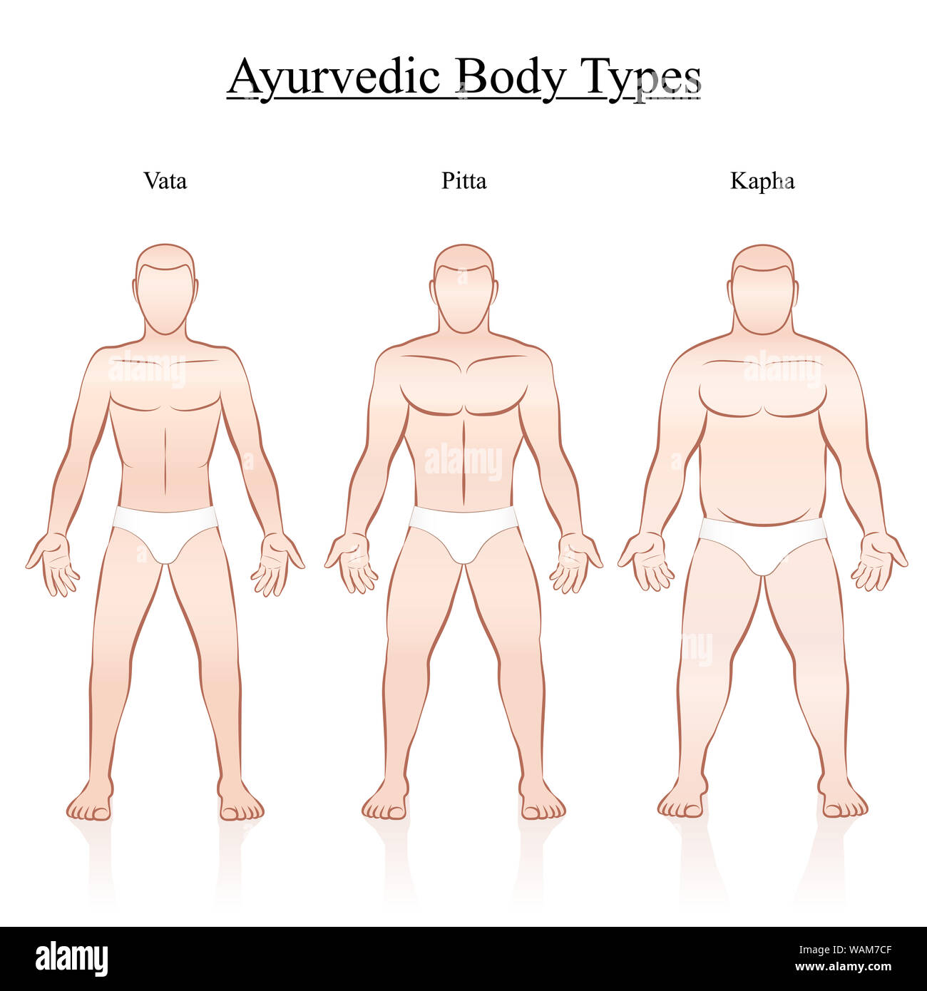 Male body constitution types - ayurvedic typology - vata, pitta, kapha -  outline illustration of men - frontal view - different anatomy Stock Photo  - Alamy