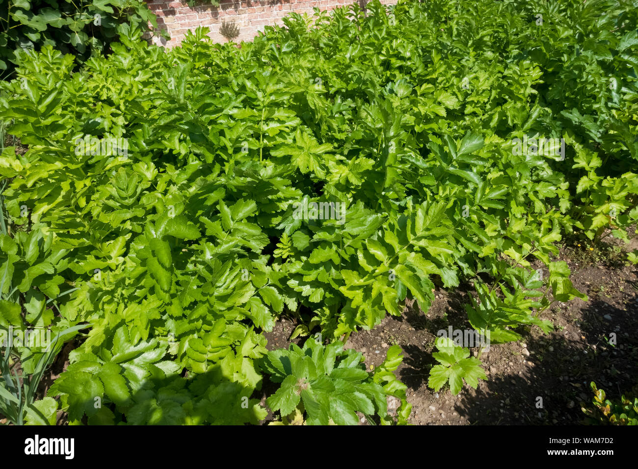 Parsnips White Gem parsnip plant plants (pastinaca sativa) growing on an allotment garden in summer England UK United Kingdom GB Great Britain Stock Photo