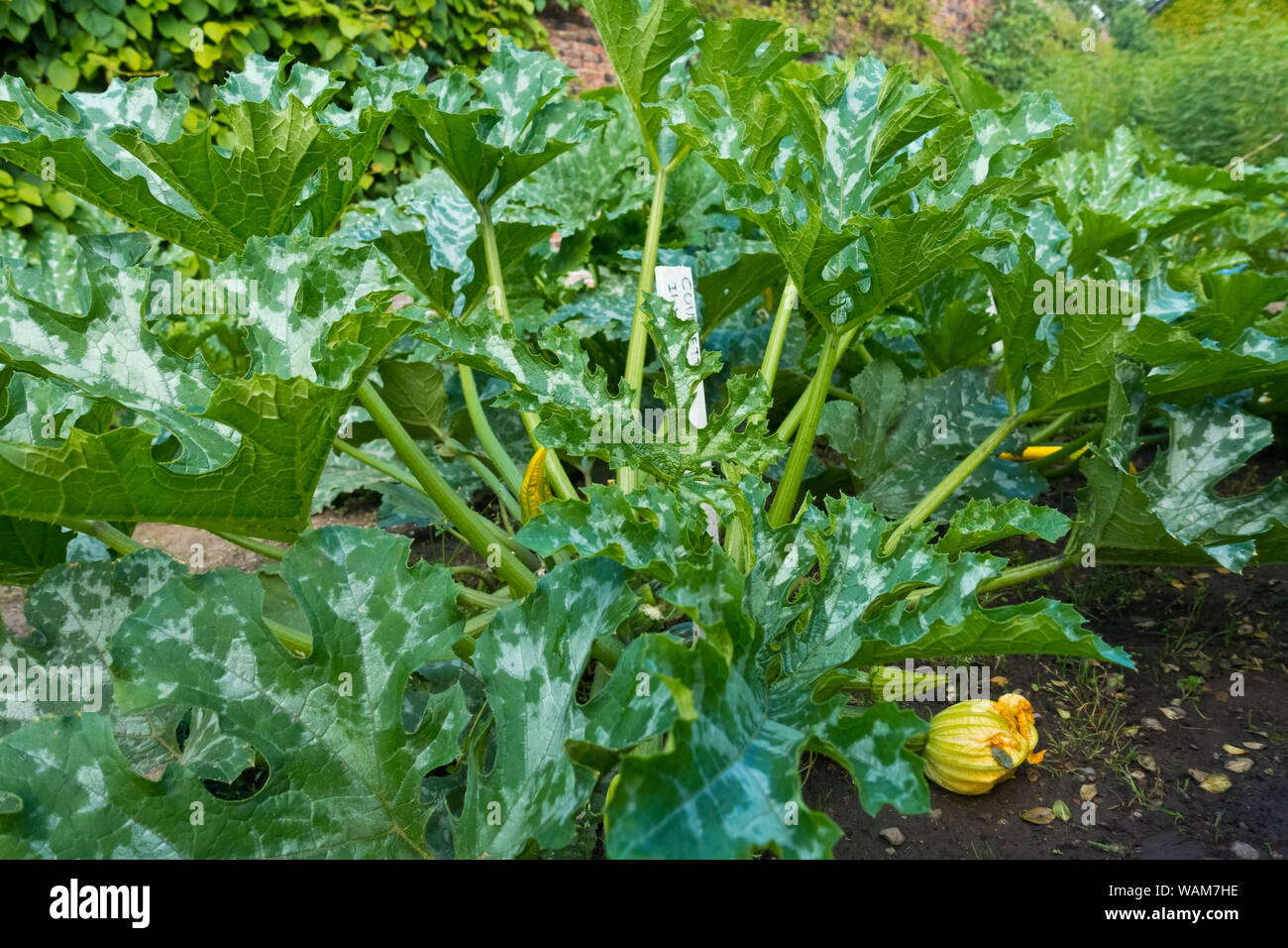 Close up of Courgettes Italian Striped courgette plants growing on an allotment garden plot in summer England UK United Kingdom GB Great Britain Stock Photo