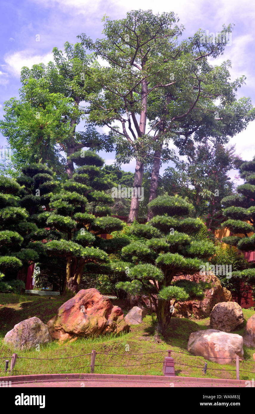 Cluster of rocks and short pines surrounding a tall free, Chinese garden scenery in Nan Lian Garden, Diamond Hill, Hong Kong Stock Photo