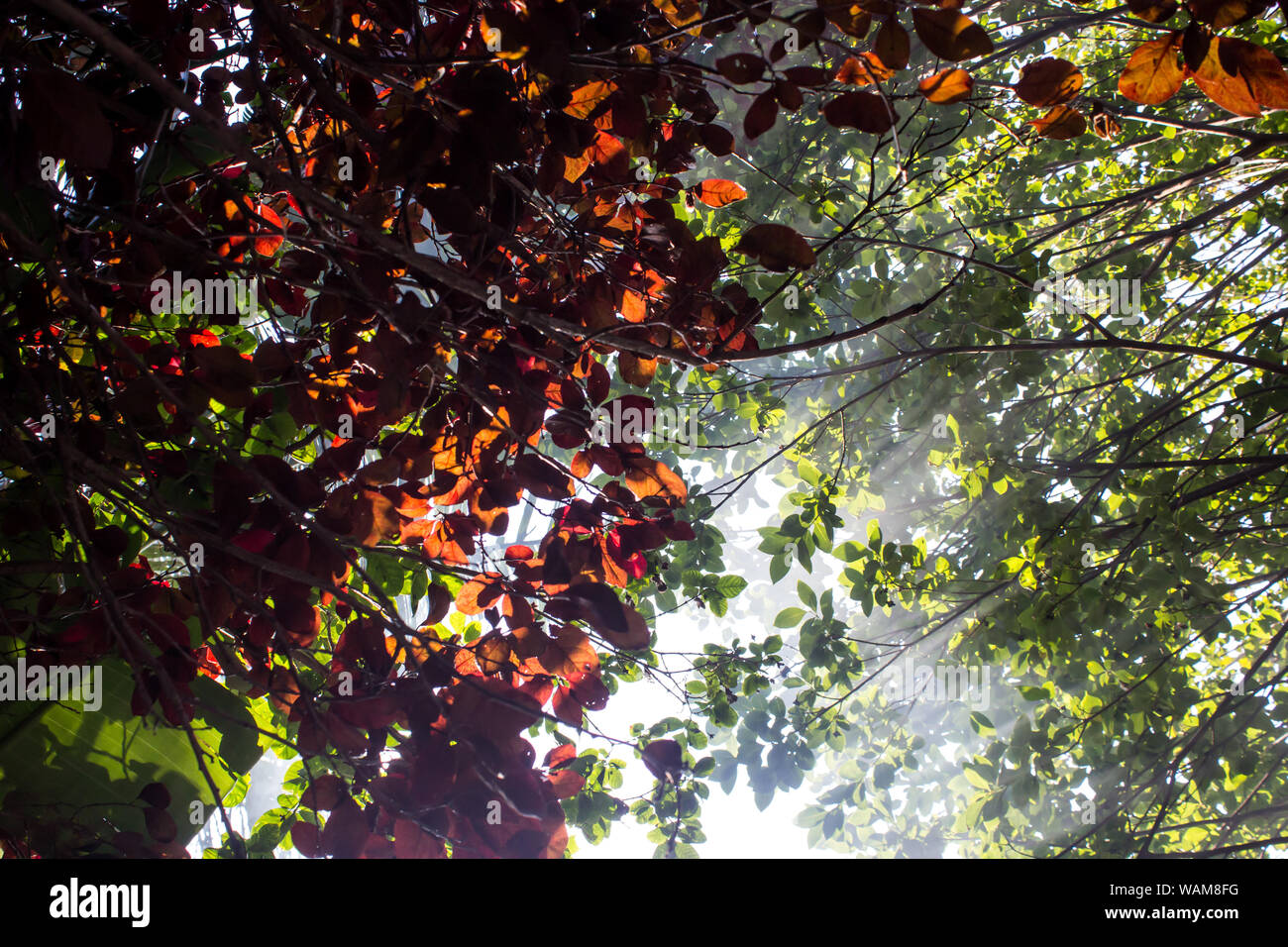 Late afternoon sun rays shining through smoke and leaves from the Pompon Tree (Dais cotinifolia) and Flowering Plum Tree (Prunus cerasifera) leaves Stock Photo