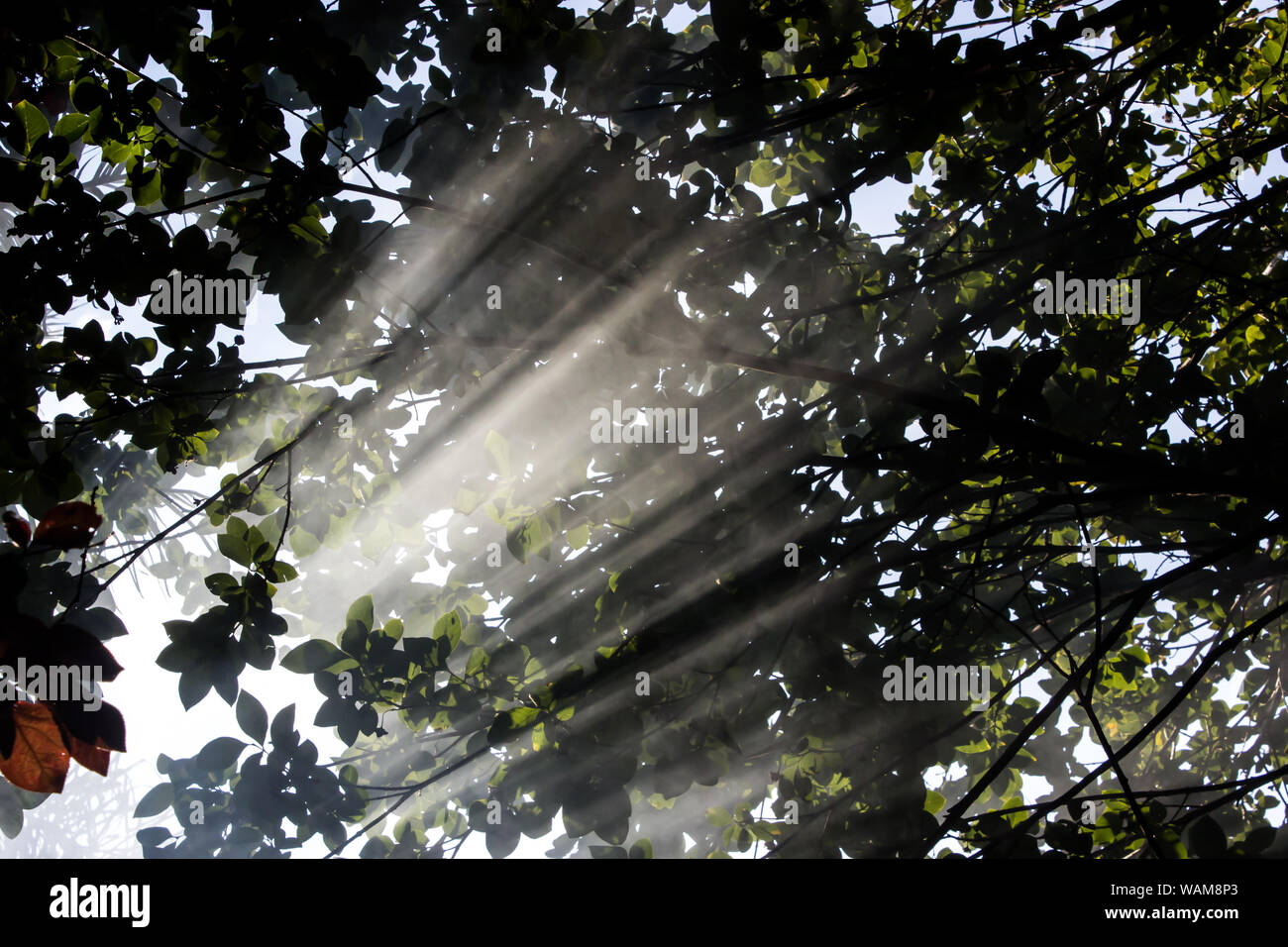 Late afternoon sun rays shining through smoke and leaves of a Pompon Tree (Dais cotinifolia) Stock Photo