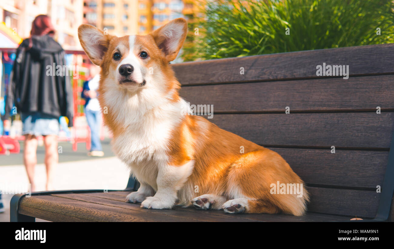 Portrait of a Cute Puppy Corgi Pembroke on the bench in the park. Happy Corgi dog close-up Stock Photo