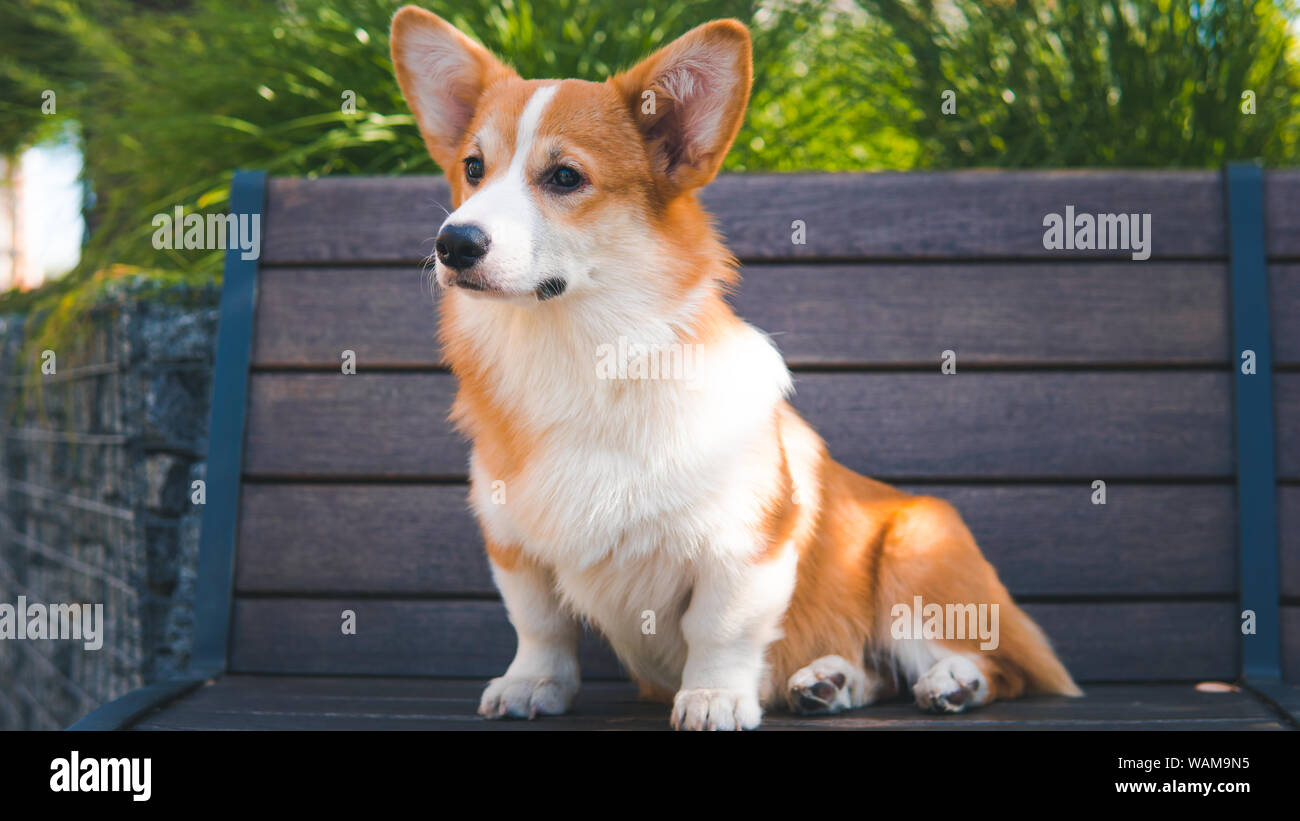 Portrait of a Cute Puppy Corgi Pembroke on the bench in the park. Happy Corgi dog close-up Stock Photo