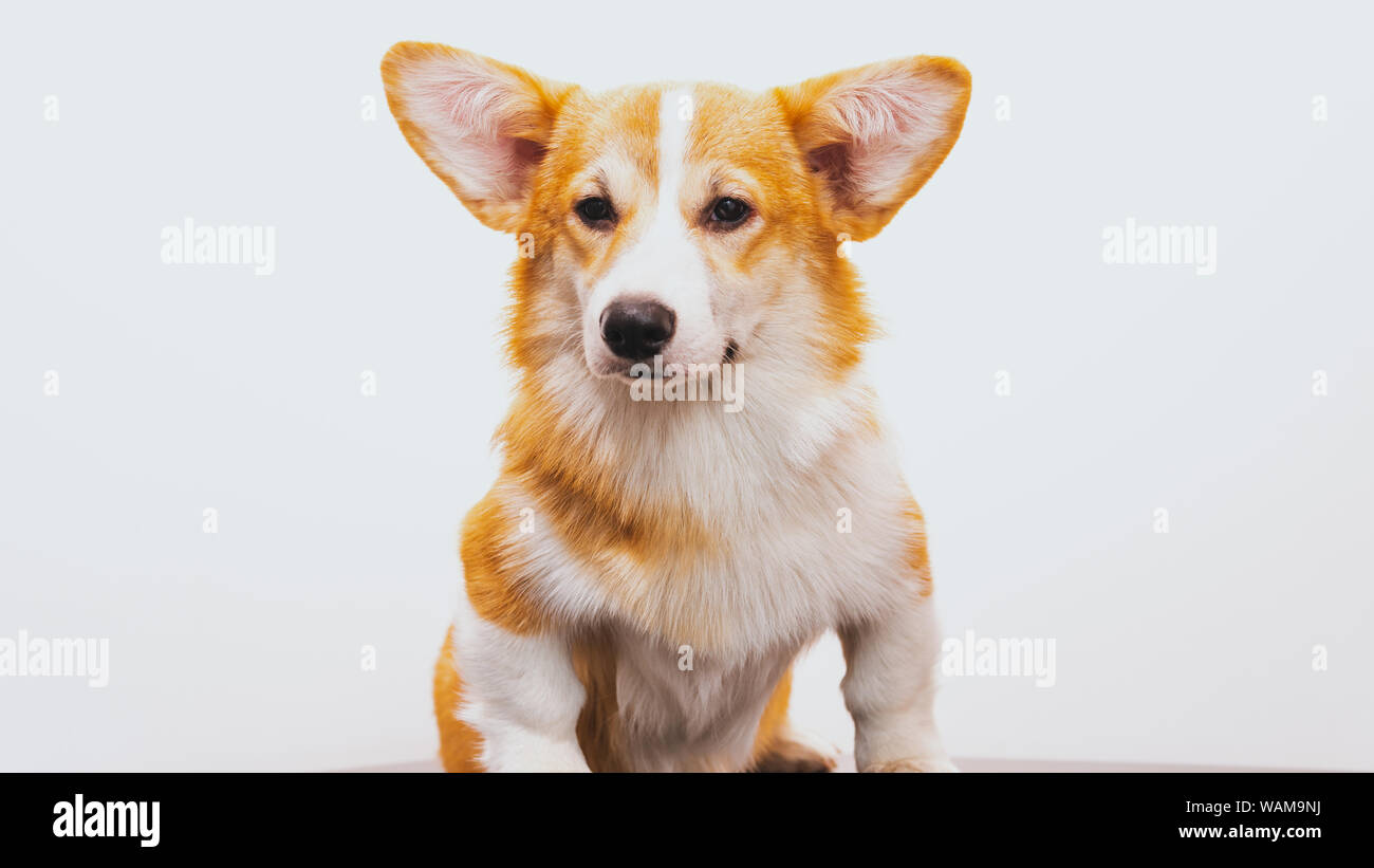 Portrait of a Cute Puppy Corgi Pembroke on a white background. Happy Corgi dog close-up. Stock Photo