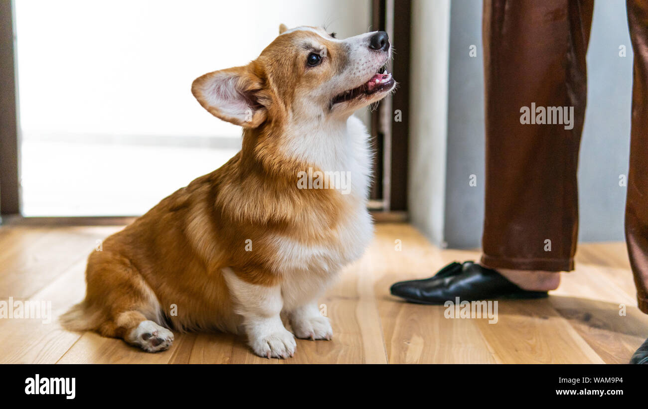 Welsh Corgi Pembroke puppy at home near its owners. Happy smiling dog, close-up Stock Photo