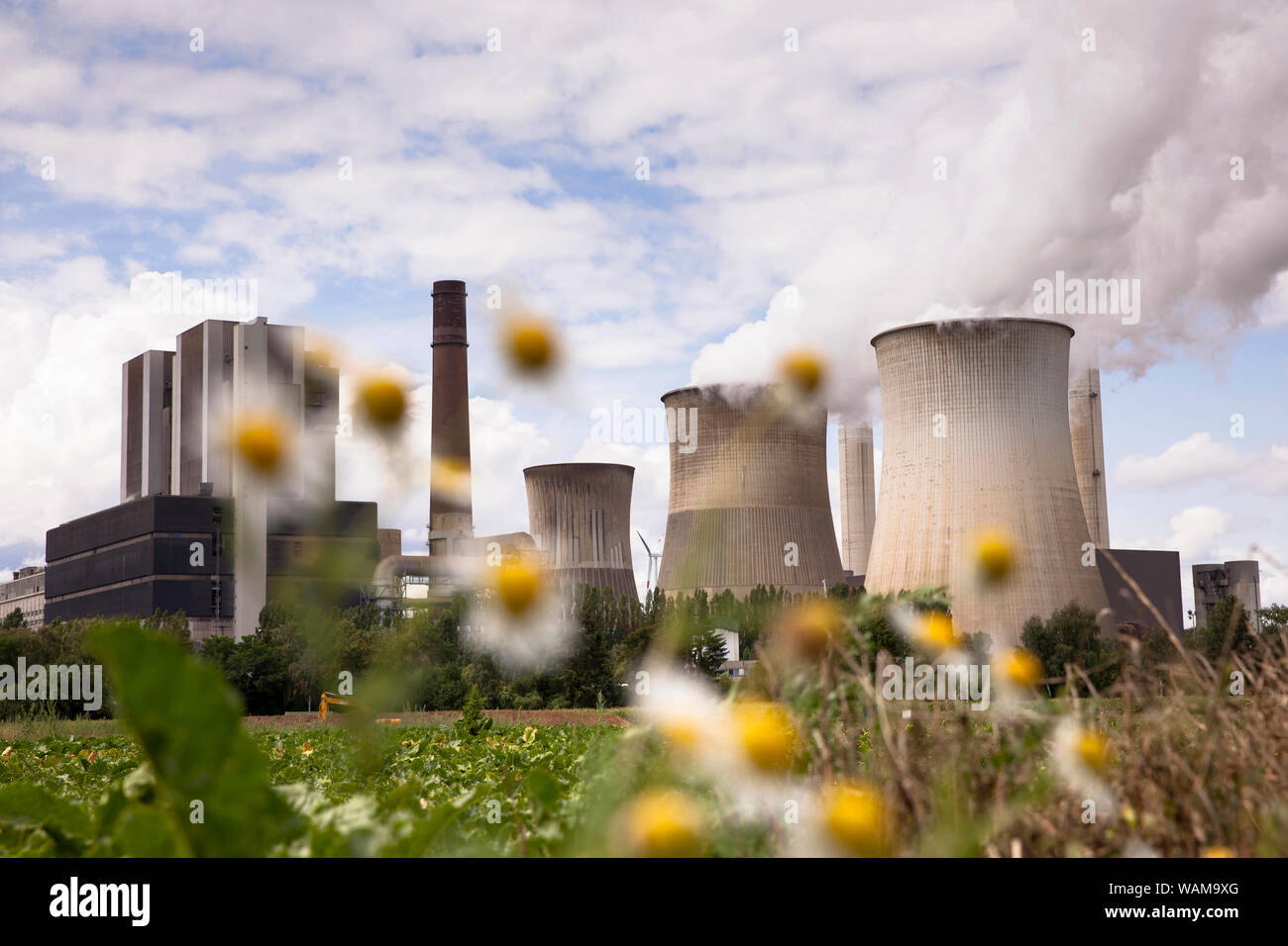 the lignite-fired power plant Weisweiler in Eschweiler-Weisweiler, chamomile flowers, North Rhine-Westphalia, Germany.  das Braunkohlekraftwerk Weiswe Stock Photo