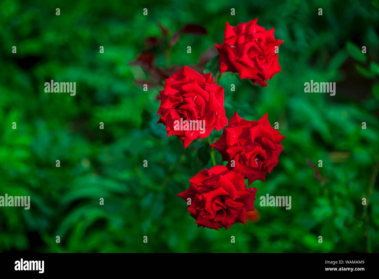 red roses on green background Stock Photo - Alamy