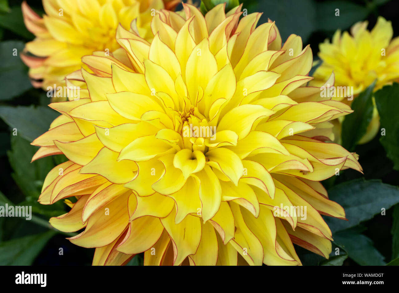 Dahlia lake ontario hires stock photography and images Alamy