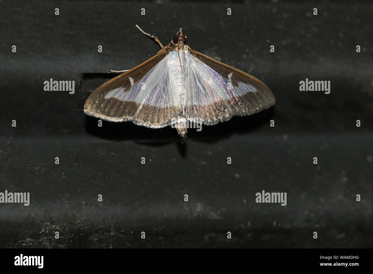 Box tree moth Latin cydalima perspectalis family crambridae the caterpillars are a serious pest to box trees Latin buxus sempervirens and colchica Stock Photo