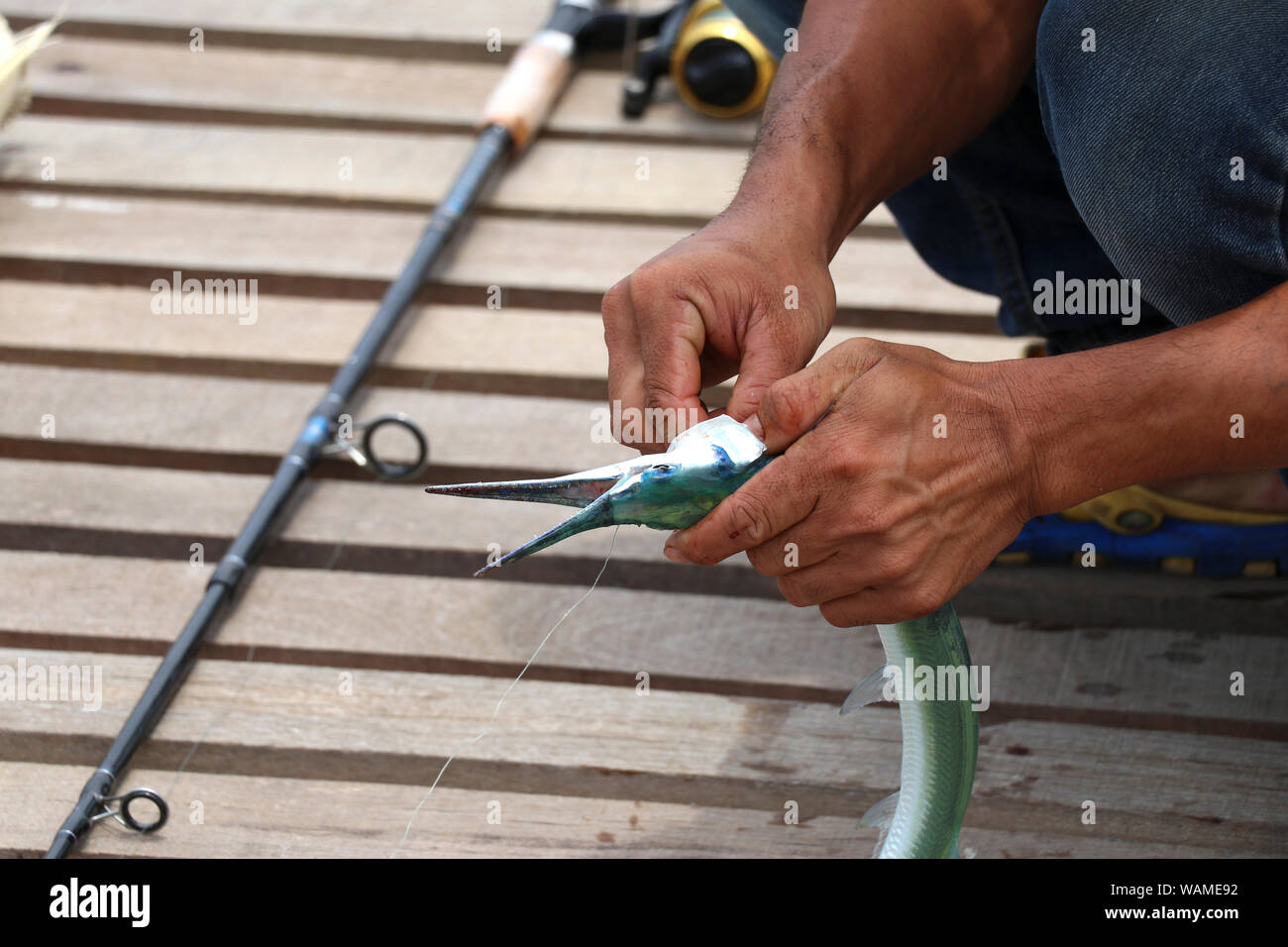 Remove hook from fish hi-res stock photography and images - Alamy