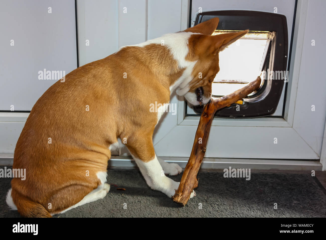 Basenji breed dog chewing piece of wood and try pull it in side a house by the door Stock Photo