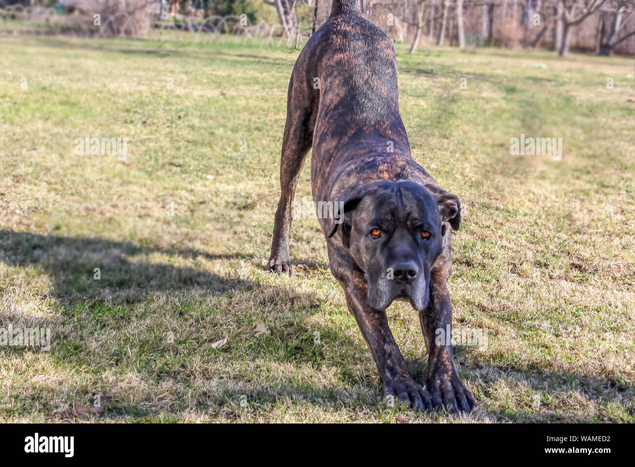 big dog king corso