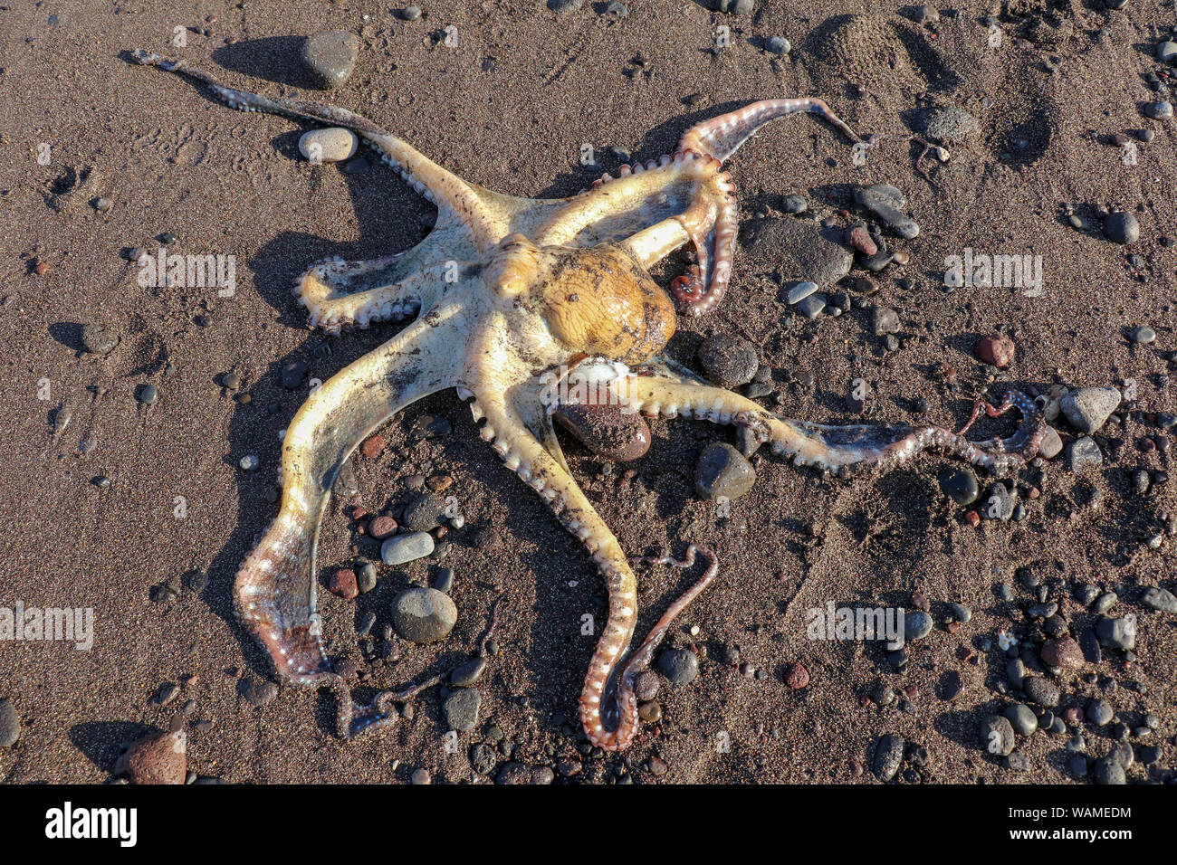 Dead Octopus High Resolution Stock Photography and Images Alamy