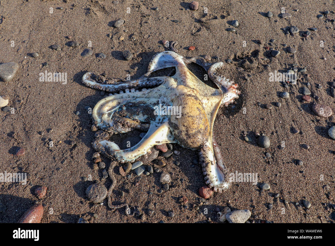 Giant Sand Octopus A Cornwall Beach Mystery Solved - vf9y76n