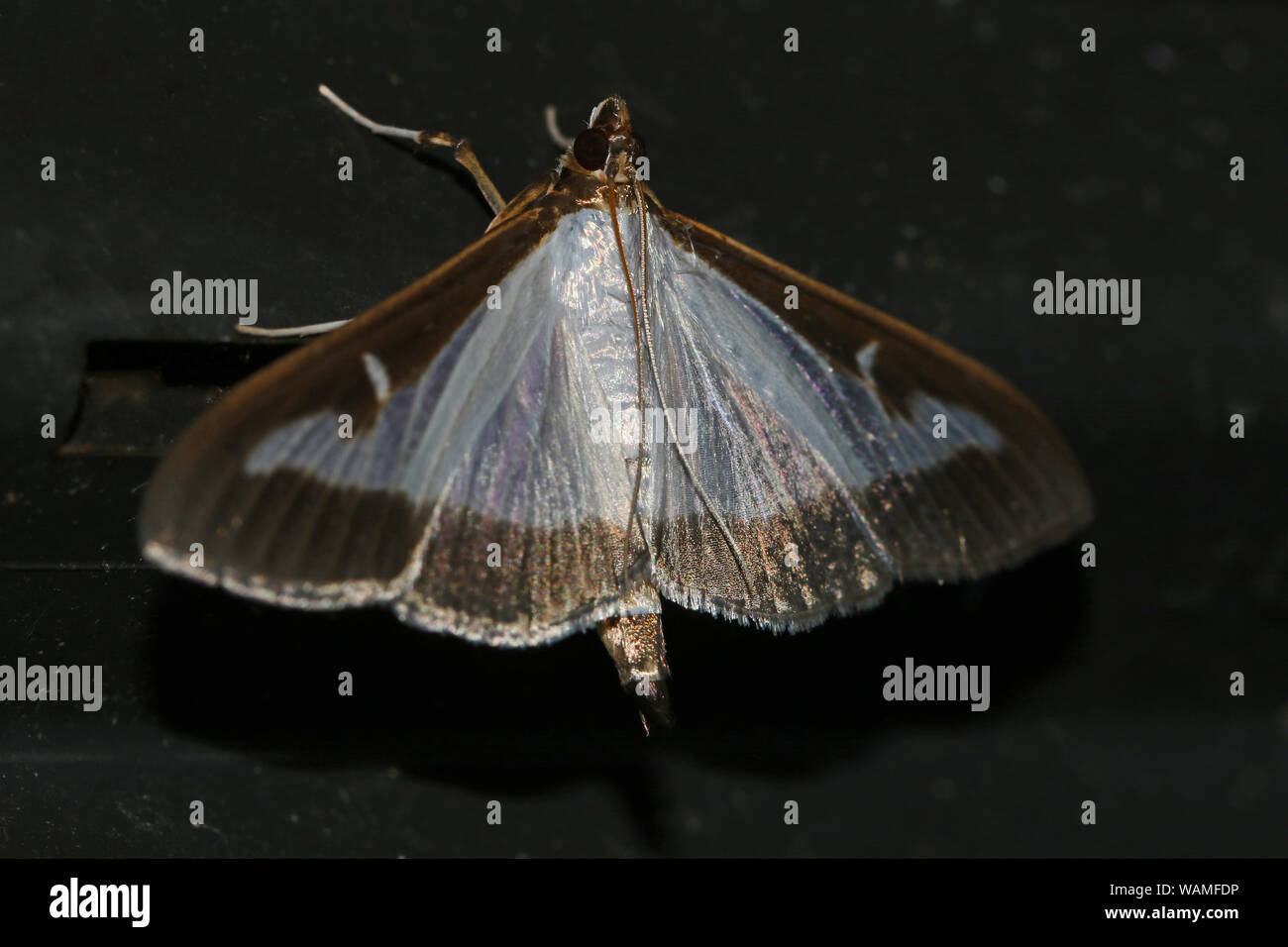 Box tree moth Latin cydalima perspectalis family crambridae the caterpillars are a serious pest to box trees Latin buxus sempervirens and colchica Stock Photo