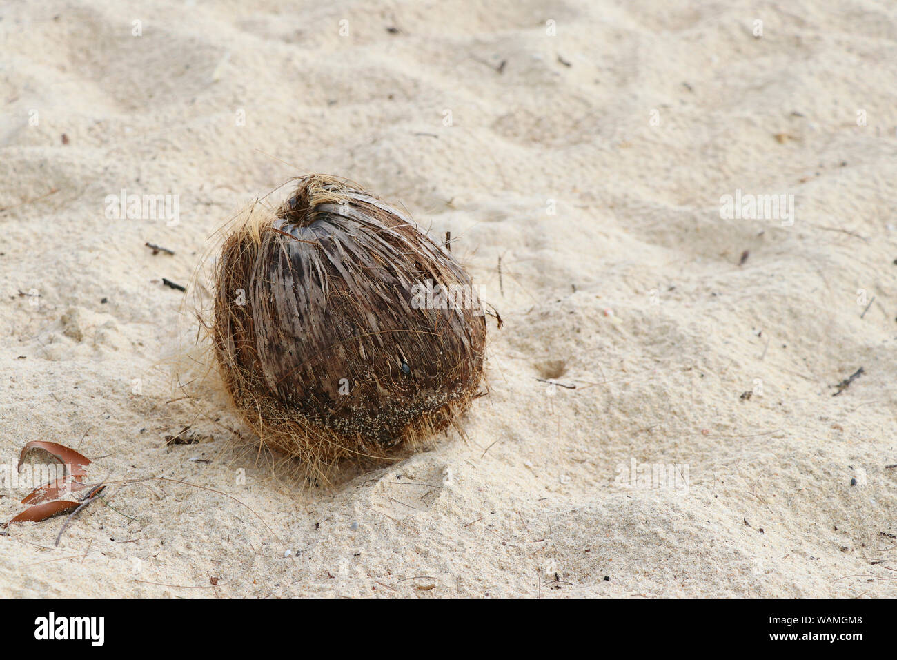 Dried coconut is placed on the sand. Stock Photo