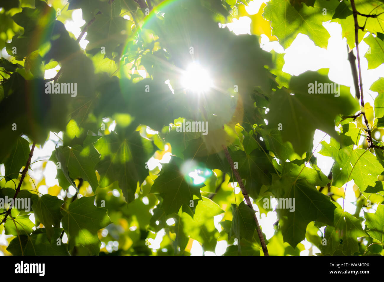 Green leaves on maple tree on sky background Stock Photo - Alamy